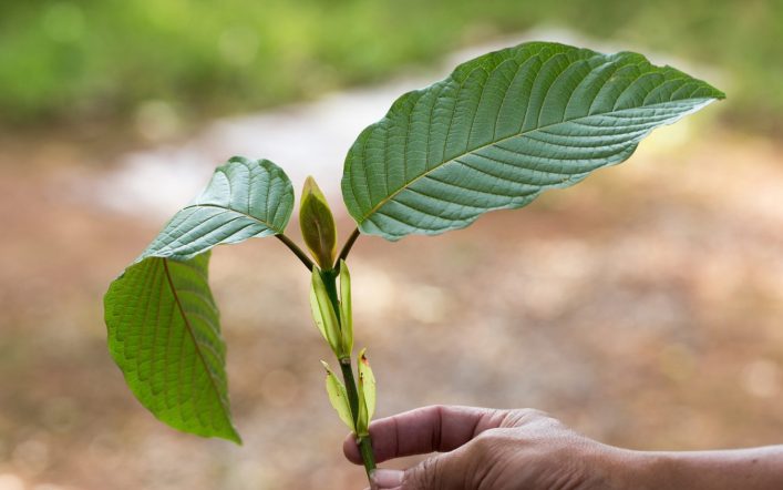 Buying Kratom Capsules Online: Everything You Need to Know