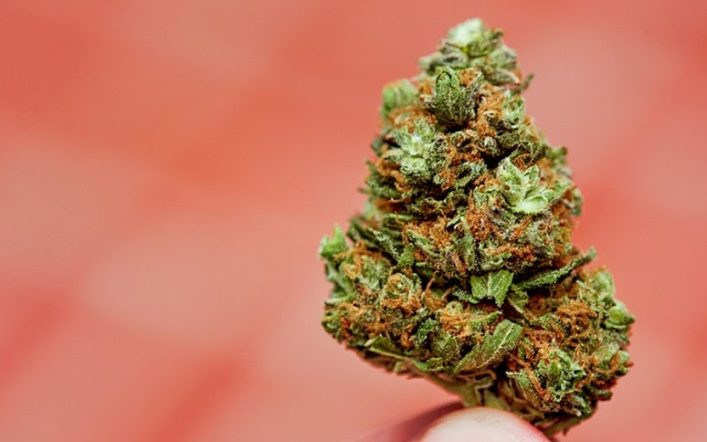 Delta 8 Flower Strains Explained: Flavor, Aroma, and Effects