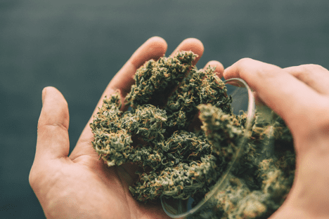 The Delta-8 Bud for Fibromyalgia: Pain Relief and Improved Quality of Life
